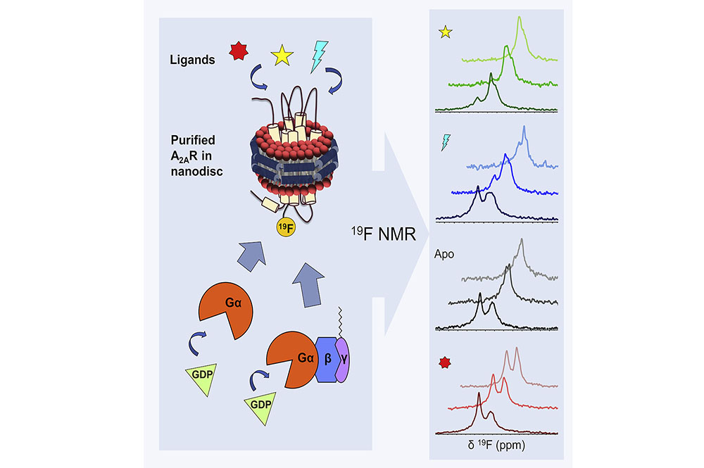 Delineating the conformational landscape of the adenosine A2A receptor during G protein coupling