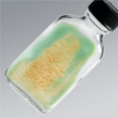 Thermo Scientific™ - Microbiology - Prepared Media Bottles