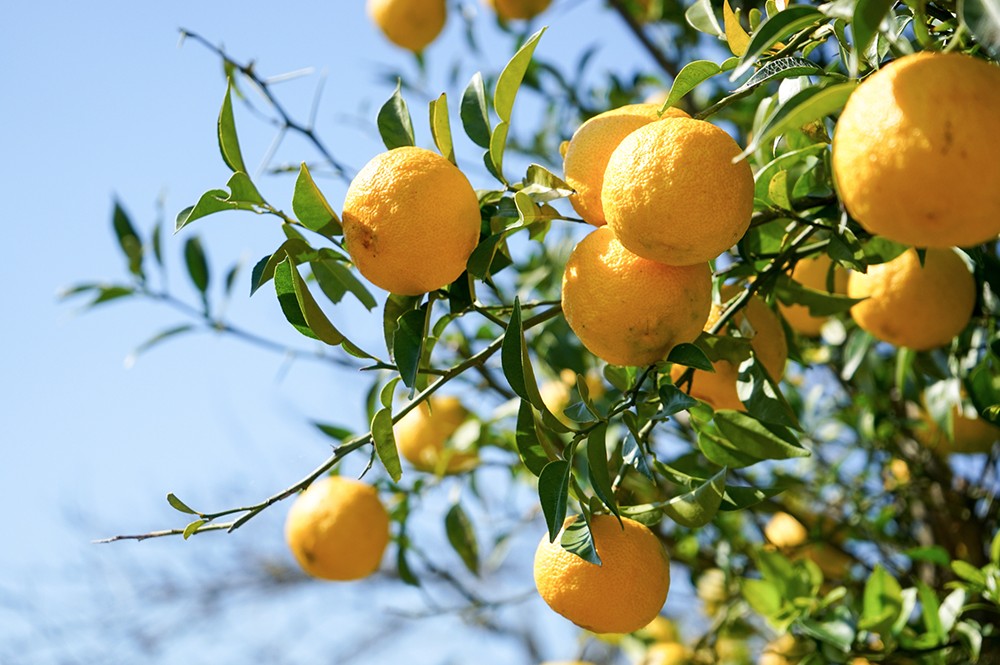 Yuzu – adding zest to the food and beverage industry