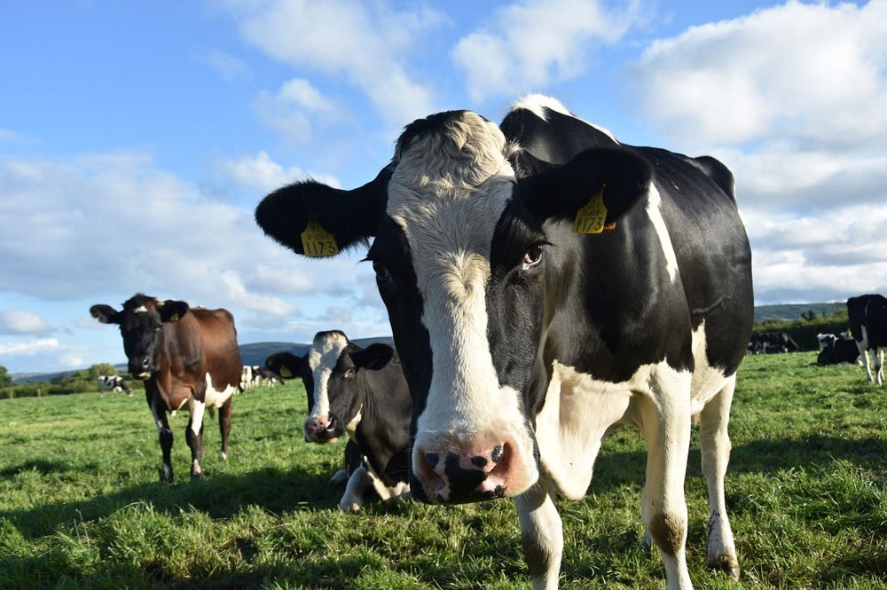 Elite cattle breeds for today’s dairy and meat industry