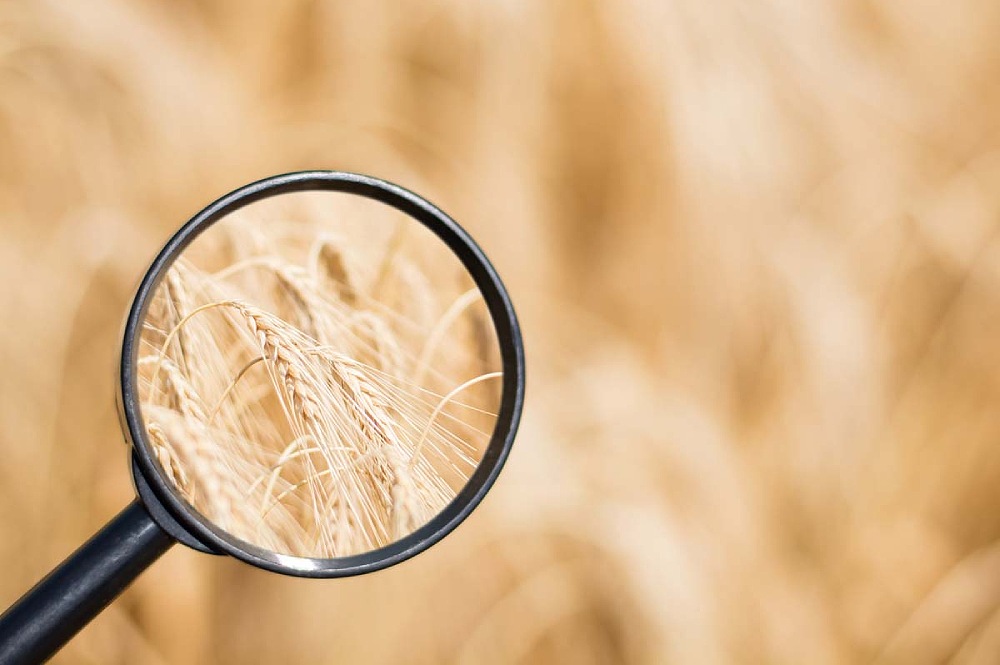 How Advanced Testing and Analysis Is Helping to Curb the Threats of Mycotoxin in Asia