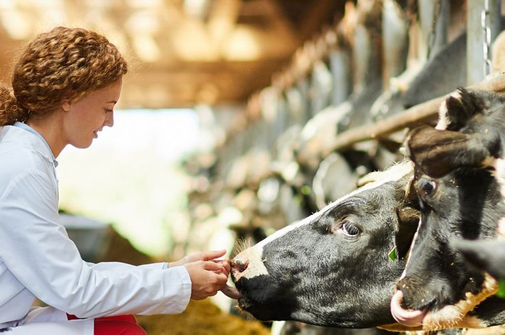 Ultrapure Water Solutions Help Argenta to Improve Animal Health in New Zealand