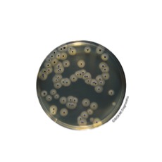 Biokar - Microbiology - Kits