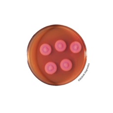 Biokar - Microbiology - Dehydrated culture media