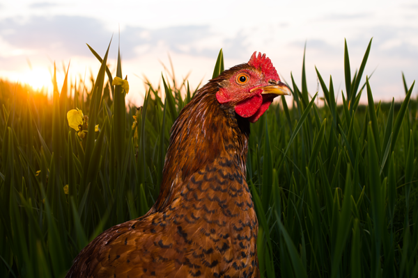 DKSH exclusively markets FF Chemicals' feed additives in five Asian countries