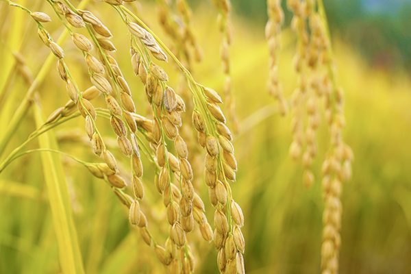 DKSH expands partnership with Stepan to Korea