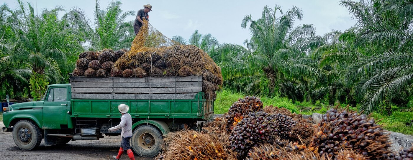 enhancing-thailands-palm-oil-sustainability