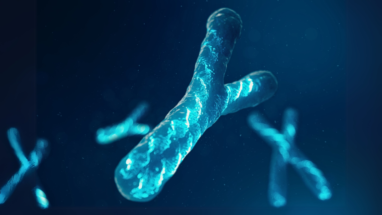 The First Gapless Y Chromosome Completes the Human Genome